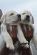 Labrador Retriever Puppies for sale in Electronic City, Bengaluru, Karnataka, India. price: 9000 INR