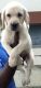 Labrador Retriever Puppies for sale in Thadagam Main Rd, R.S. Puram, Coimbatore, Tamil Nadu, India. price: 15 INR