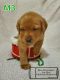 Labrador Retriever Puppies for sale in Sun River, MT 59483, USA. price: NA