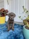 Labrador Retriever Puppies for sale in Keller, TX, USA. price: $1,500