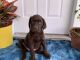 Labrador Retriever Puppies for sale in Keller, TX, USA. price: $1,200