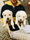 Labrador Retriever Puppies for sale in Chhatarpur, New Delhi, Delhi, India. price: 14000 INR