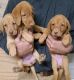 Labrador Retriever Puppies for sale in Morrisville, NY 13408, USA. price: $1,000