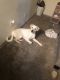 Labrador Retriever Puppies for sale in 9797 Meadowglen Ln, Houston, TX 77042, USA. price: NA