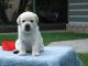 Labrador Retriever Puppies for sale in Riverside, CA 92504, USA. price: NA