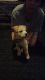 Labrador Retriever Puppies for sale in Spring Lake, NC, USA. price: $2,000