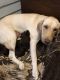 Labrador Retriever Puppies for sale in Murfreesboro, TN, USA. price: NA