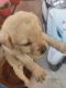 Labrador Retriever Puppies for sale in Rajajipuram, Lucknow, Uttar Pradesh, India. price: 6000 INR