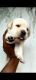 Labrador Retriever Puppies for sale in Kompally, Hyderabad, Telangana, India. price: 13000 INR