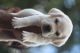 Labrador Retriever Puppies for sale in Sultan Bathery, Kerala, India. price: 27000 INR