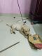 Labrador Retriever Puppies for sale in Triplicane, Chennai, Tamil Nadu, India. price: 13000 INR