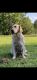 Labrador Retriever Puppies for sale in Covington, GA, USA. price: NA