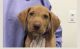 Labrador Retriever Puppies for sale in Chicago, IL, USA. price: $500