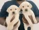 Labrador Retriever Puppies for sale in Hebbal, Bengaluru, Karnataka, India. price: 7500 INR