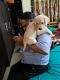 Labrador Retriever Puppies for sale in Vanagaram-Ambattur Rd, Mel Ayanambakkam, Ambattur Industrial Estate, Chennai, Tamil Nadu, India. price: 15000 INR
