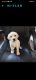 Labrador Retriever Puppies for sale in Rajagopala Nagar, Peenya, Bengaluru, Karnataka 560058, India. price: 9000 INR