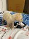 Labrador Retriever Puppies for sale in Begumpet, Hyderabad, Telangana, India. price: 25000 INR