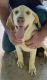 Labrador Retriever Puppies for sale in Cherryville, NC 28021, USA. price: $2,000