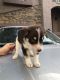 Labrador Retriever Puppies for sale in Phoenix, AZ, USA. price: $400
