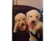Labrador Retriever Puppies for sale in Los Angeles St, Eilat, Israel. price: 650 ILS