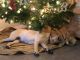 Labrador Retriever Puppies for sale in Miami, FL 33177, USA. price: $2,000