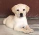 Labrador Retriever Puppies for sale in Bharat Heavy Electricals Limited, Hyderabad, Telangana, India. price: 11000 INR