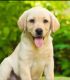 Labrador Retriever Puppies for sale in Chicago, IL, USA. price: $1,000