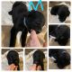 Labrador Retriever Puppies for sale in Providence, NC 27315, USA. price: NA