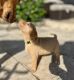 Labrador Retriever Puppies for sale in Prairie View, TX 77484, USA. price: NA