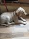 Labrador Retriever Puppies for sale in Narhe, Pune, Maharashtra, India. price: 15000 INR