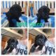 Labrador Retriever Puppies for sale in Boise, ID, USA. price: $850