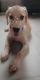Labrador Retriever Puppies for sale in Sepoybazaar Rd, Khaprail Bazar, Midnapore, West Bengal 721101, India. price: 10 INR