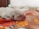 Labrador Retriever Puppies for sale in Kochi, Kerala, India. price: 10000 INR
