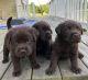 Labrador Retriever Puppies for sale in NJ-495, Union City, NJ, USA. price: $550