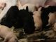 Labrador Retriever Puppies for sale in Greensburg, KY 42743, USA. price: $1,000