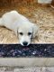 Labrador Retriever Puppies for sale in Shivram Nagar, Adhav Nagar, Dasak, Nashik, Maharashtra 422214, India. price: 15000 INR
