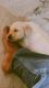 Labrador Retriever Puppies for sale in New Bardwari, Baradwari, Jamshedpur, Jharkhand 831001, India. price: 16000 INR
