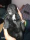 Labrador Retriever Puppies for sale in Motichur, Haridwar, Uttarakhand 249411, India. price: 12000 INR