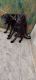 Labrador Retriever Puppies for sale in Kanpur, Uttar Pradesh, India. price: 55000 INR