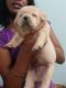 Labrador Retriever Puppies for sale in Neyyattinkara, Kerala, India. price: 9500 INR