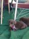 Labrador Retriever Puppies for sale in Greeley, CO 80631, USA. price: $1,100