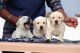 Labrador Retriever Puppies for sale in Aurangabad, Maharashtra, India. price: 15 INR