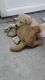 Labrador Retriever Puppies for sale in Rathyatra - Mahmoorganj Rd, Mahmoorganj, Varanasi, Uttar Pradesh 221010, India. price: NA