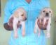 Labrador Retriever Puppies for sale in Thiruvallur, Tamil Nadu 602003, India. price: 12000 INR