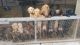 Labrador Retriever Puppies for sale in Porter, TX 77365, USA. price: $400