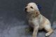 Labrador Retriever Puppies for sale in Parker, CO, USA. price: $850