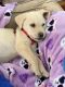 Labrador Retriever Puppies for sale in Santa Cruz, CA, USA. price: $1,200