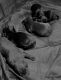 Labrador Retriever Puppies for sale in Shell Knob, MO, USA. price: NA