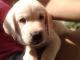 Labrador Retriever Puppies for sale in Jagtap Chowk, Vikas Nagar, Wanwadi, Pune, Maharashtra 411040. price: 15000 INR