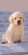 Labrador Retriever Puppies for sale in Secunderabad, Telangana, India. price: 16500 INR